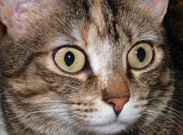 I was as shocked as this cat when the cat in the show turned out to be a masochist.
