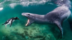 Seals can be pretty scary.
