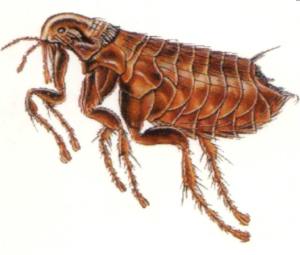 I am glad that I have never had to deal with a flea problem.